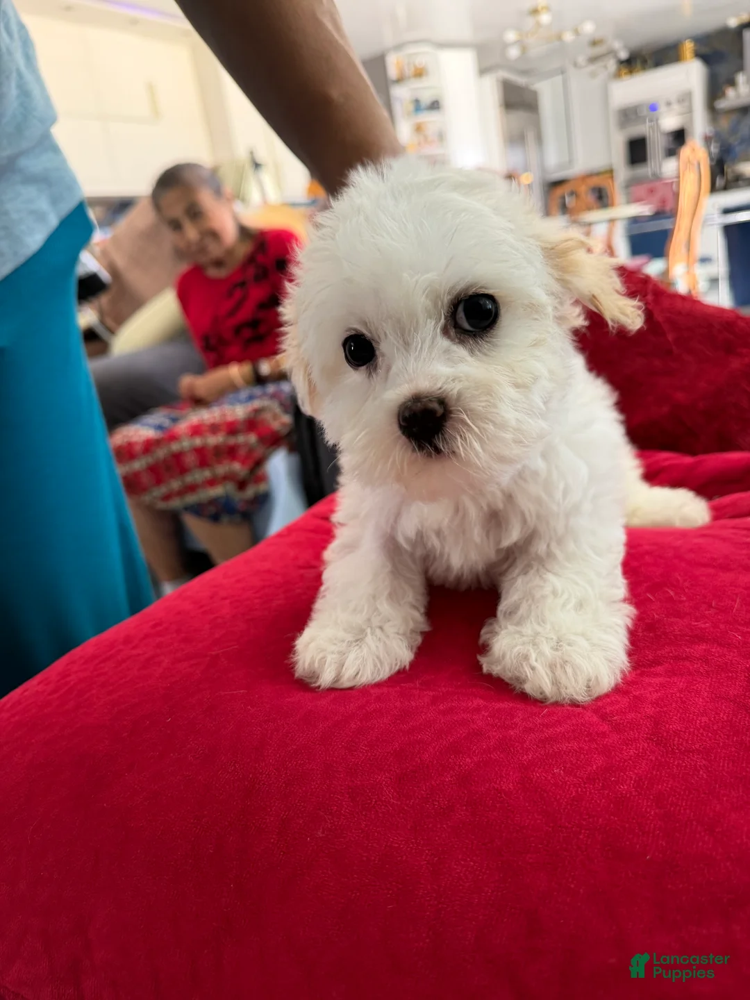 Maltipoo dogs for sale: Maltipoo 2 - Ad 5