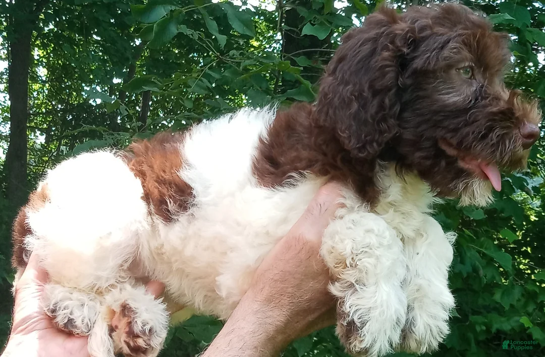 Cockapoo dogs for sale: "Rakia" $350 Elizabeth, IN / Louisville, KY - Ad 8