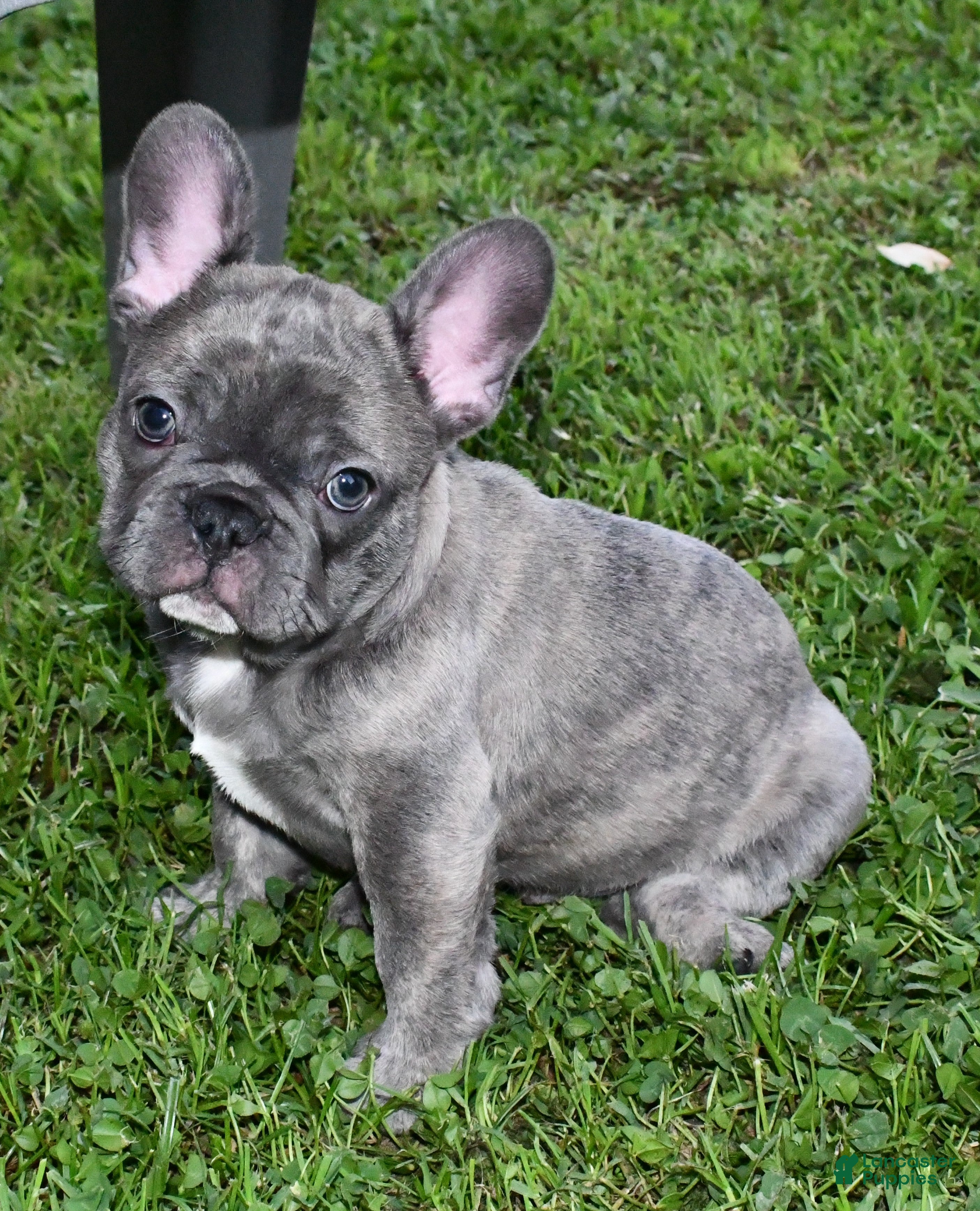 French Bulldog dogs Milo - Ad 2