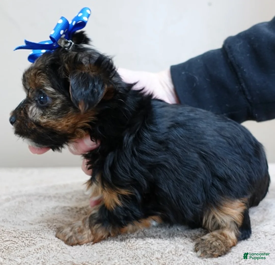 Yorkshire Terrier dogs for sale: Cairo black face - Ad 4