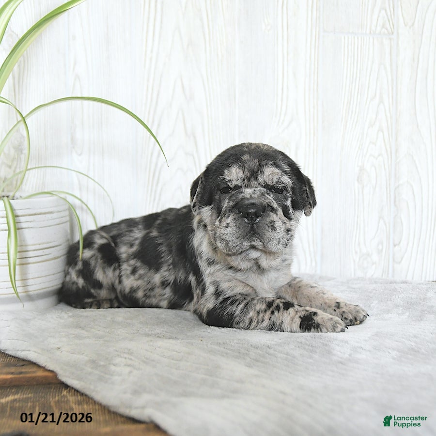 Mini Hippo dogs Gemma - Ad 2