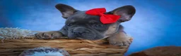 Frenchton dogs for sale: Quest - Ad 7