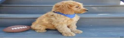 Goldendoodle dogs for sale: Logan-MEDIUM - Ad 4