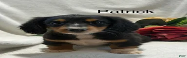 Patrick 