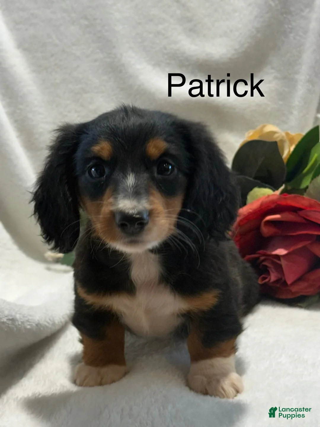 Miniature Dachshund dogs for sale: Patrick  - Ad 1