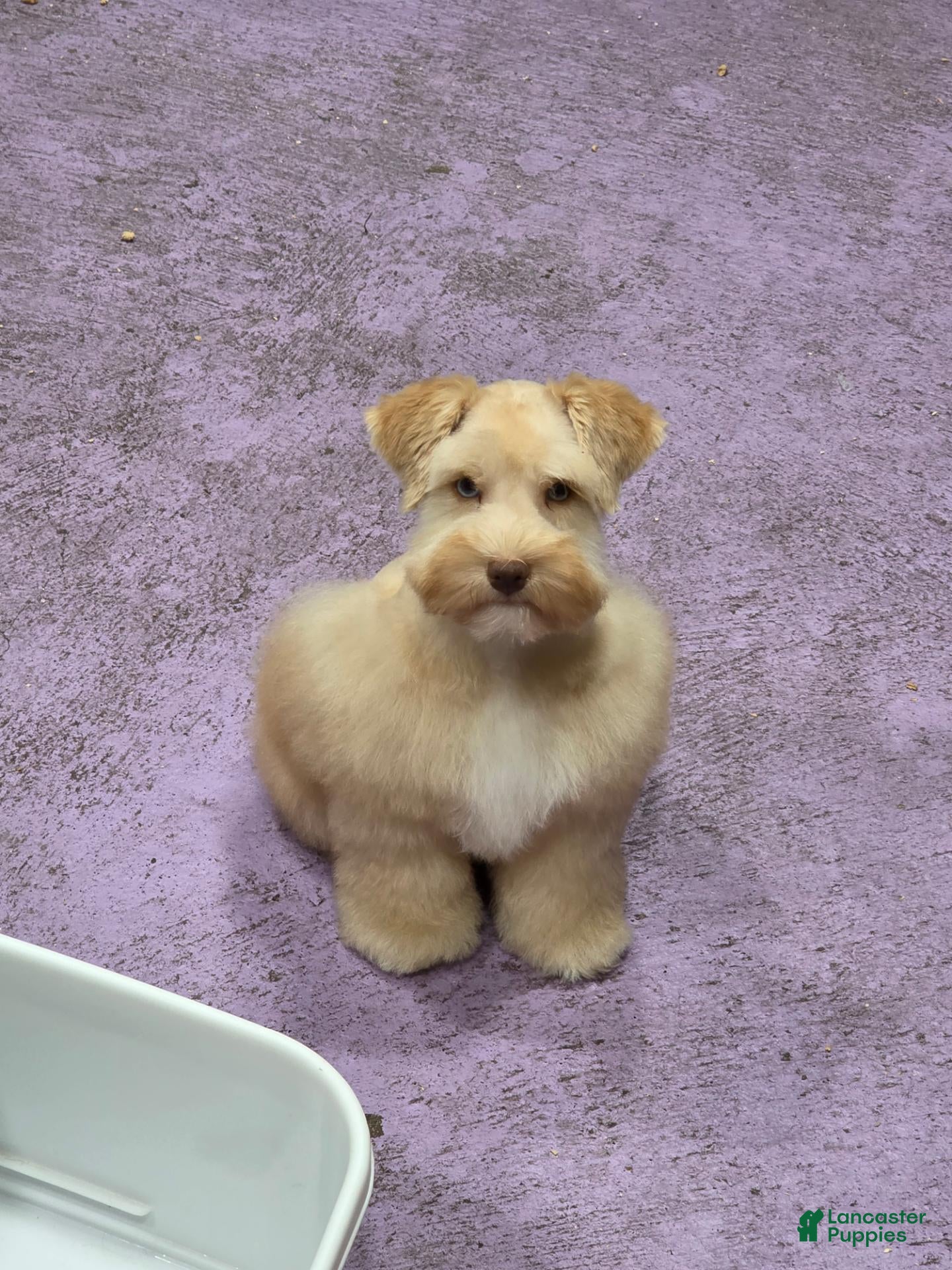 Miniature Schnauzer dogs for sale: Osiris - Ad 19