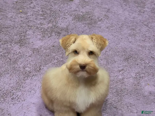 Miniature Schnauzer dogs for sale: Osiris - Ad 19