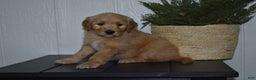 Goldendoodle dogs for sale: Buster  - Ad 2