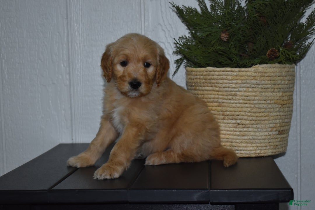 Goldendoodle dogs for sale: Buster  - Ad 2
