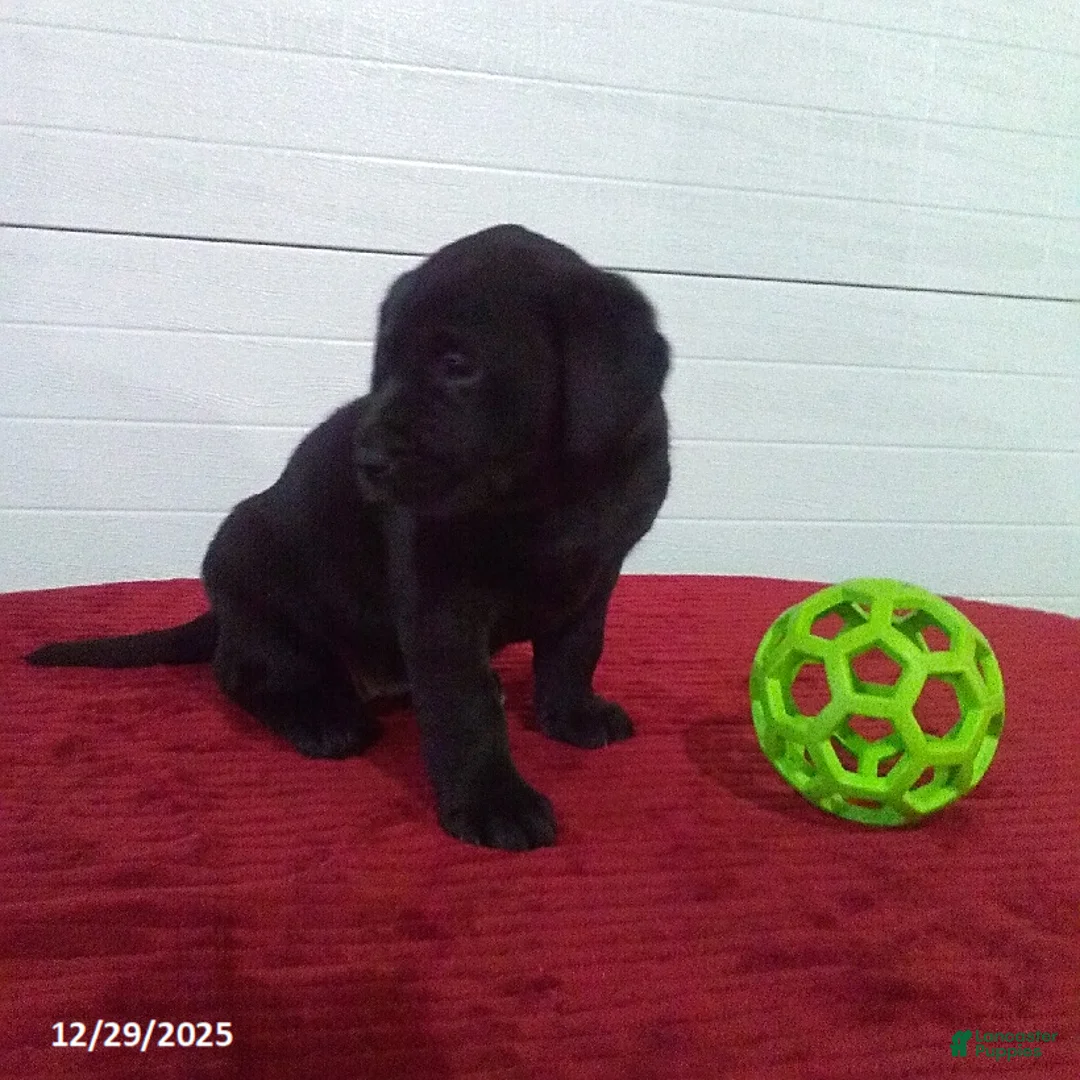 Labrador Retriever dogs for sale: Twinkle - Ad 15