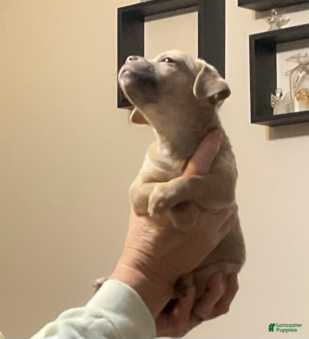 Chihuahua dogs for sale: Chihuahua Puppy 3 - Ad 3