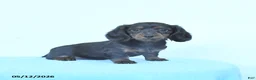 Miniature Dachshund dogs for sale: Petunia - Ad 3