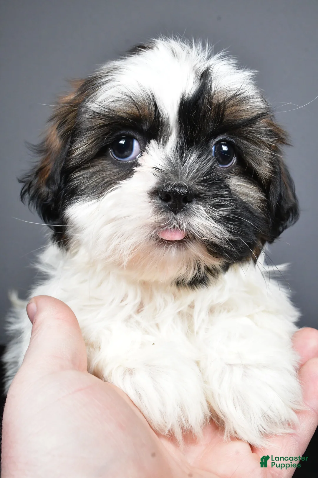 Shih Tzu dogs for sale: Gina - Ad 6