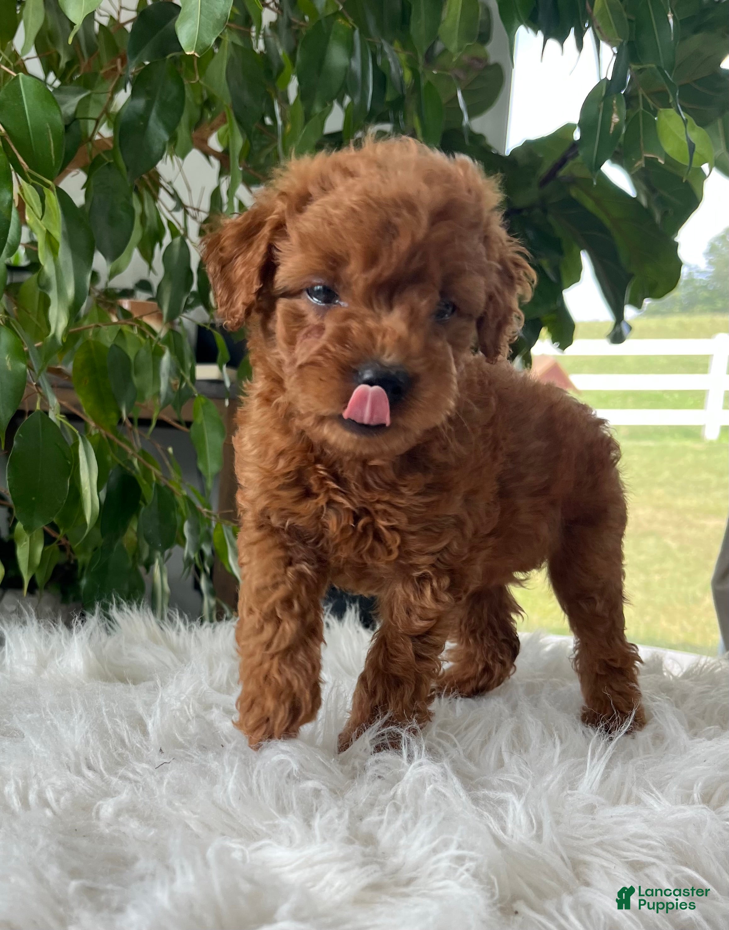 Mini Goldendoodle dogs Carolina - Ad 2