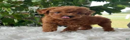 Mini Goldendoodle dogs for sale: Carolina - Ad 2