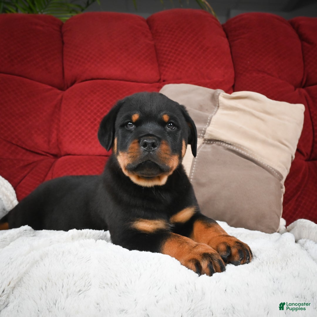 Rottweiler dogs for sale: Griffin / Mocha – Santos Ad-Dirah - Ad 13