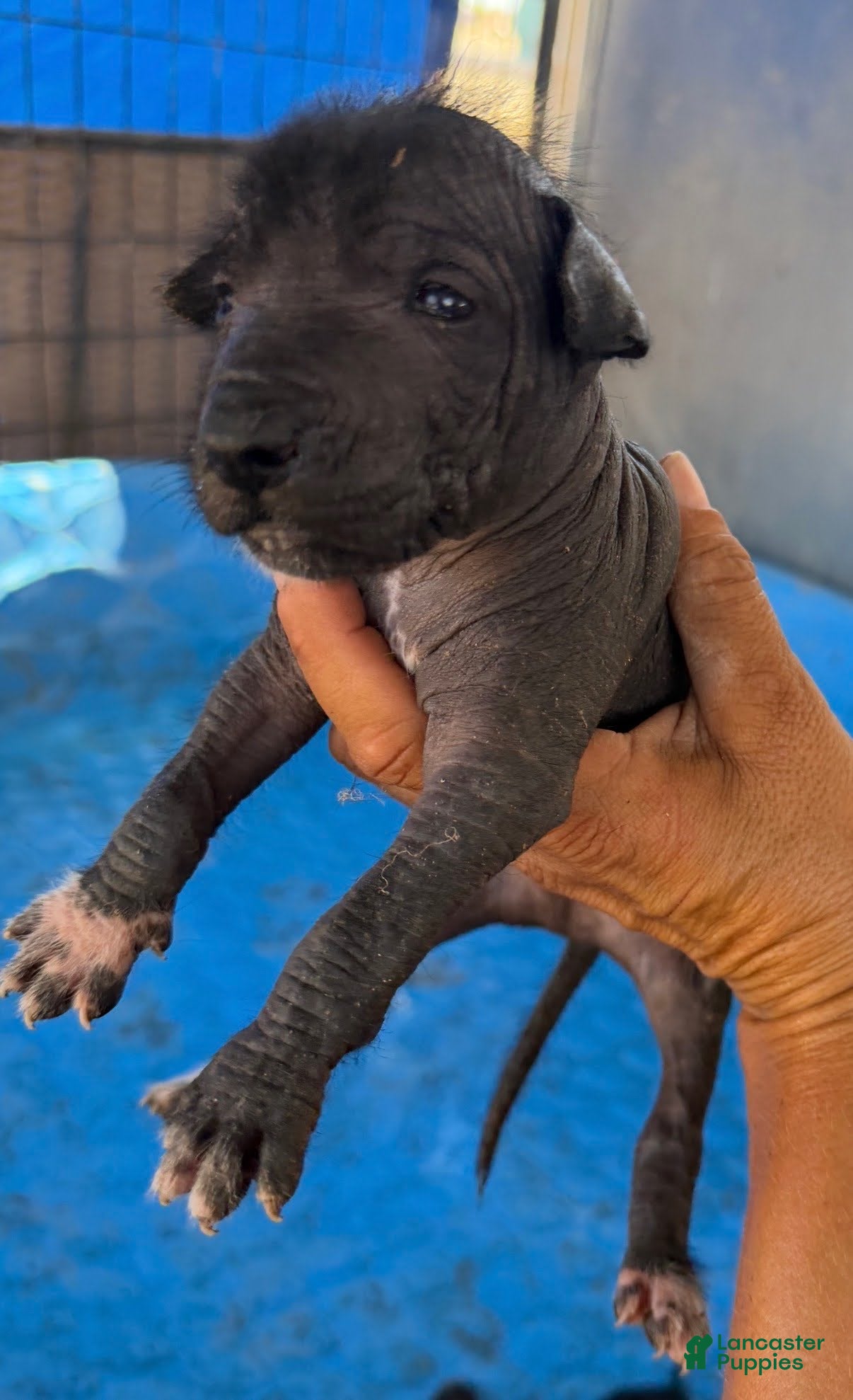 Xoloitzcuintle dogs Boy 1  - Ad 32