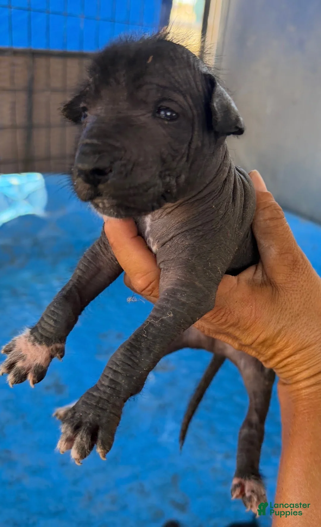 Xoloitzcuintle dogs for sale: Boy 1  - Ad 1