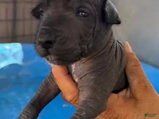 Xoloitzcuintle dogs Boy 1 - Ad 25