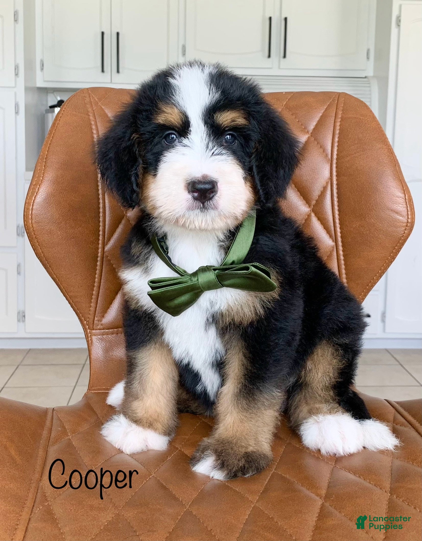 Bernedoodle dogs Cooper - Ad 2