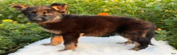 German Shepherd dogs for sale: Viper - Ad 5