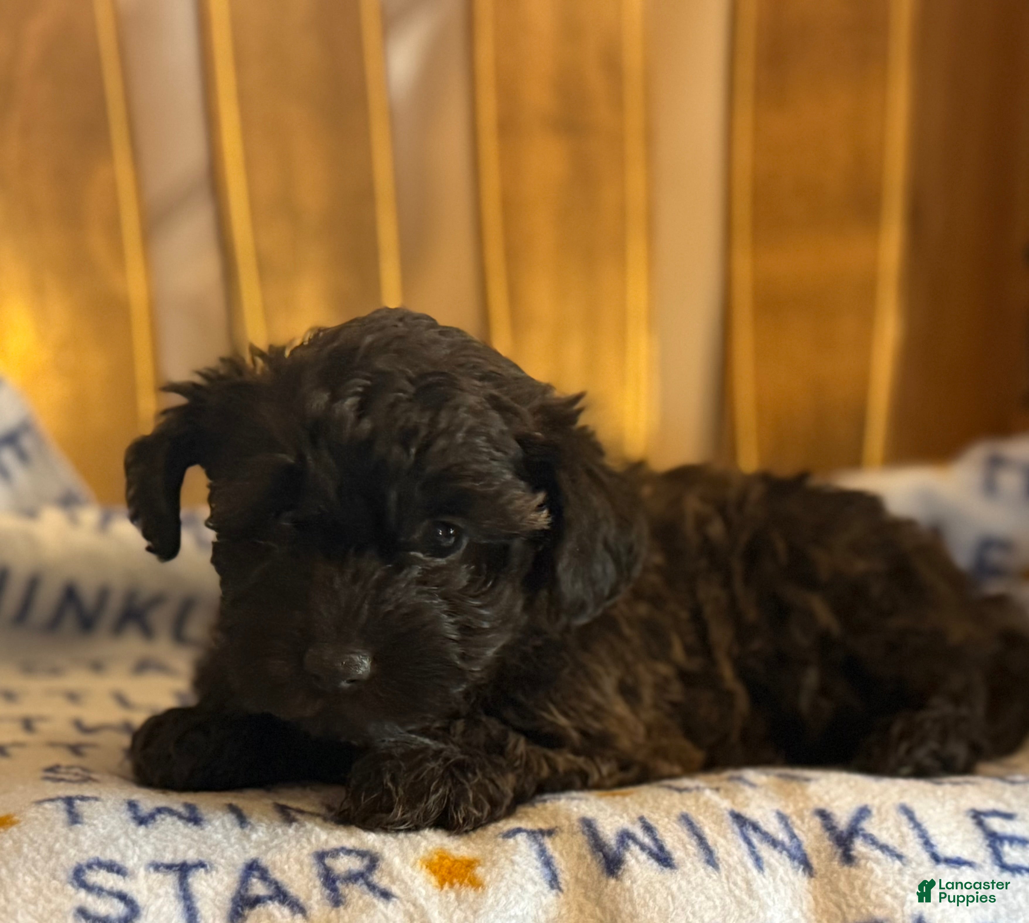 Yorkiepoo dogs Todd - Ad 1