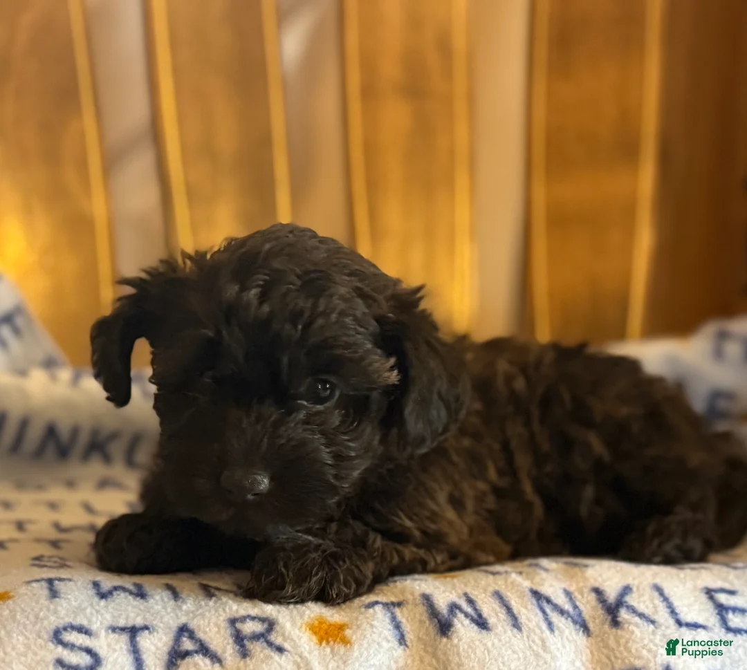 Yorkiepoo dogs for sale: Todd - Ad 1