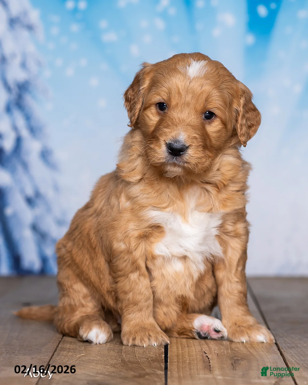 Goldendoodle dogs for sale: Abby - Ad 3