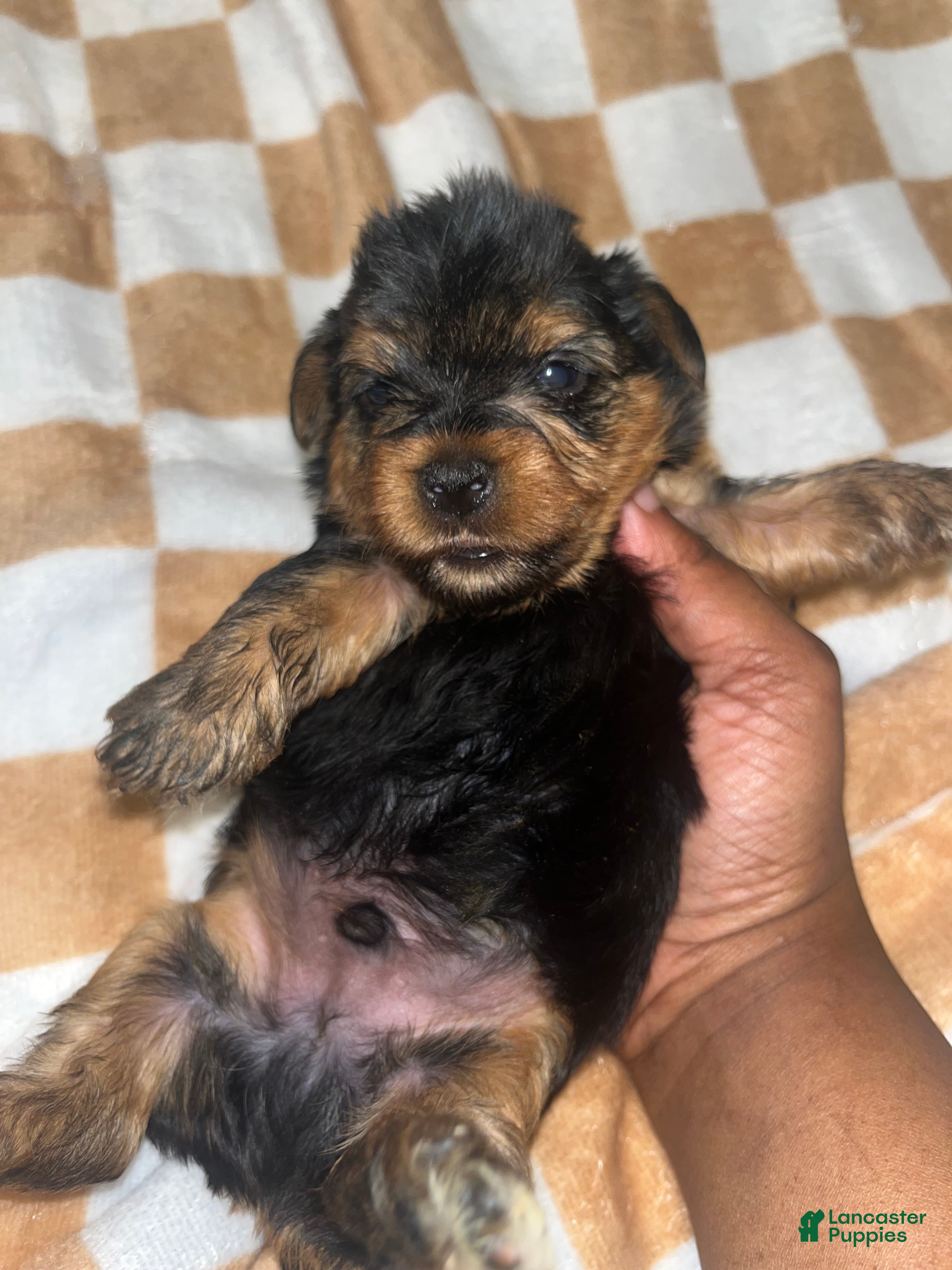 Yorkiepoo dogs Daffy  - Ad 39