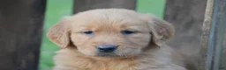 Golden Retriever dogs for sale: Peter - Ad 3