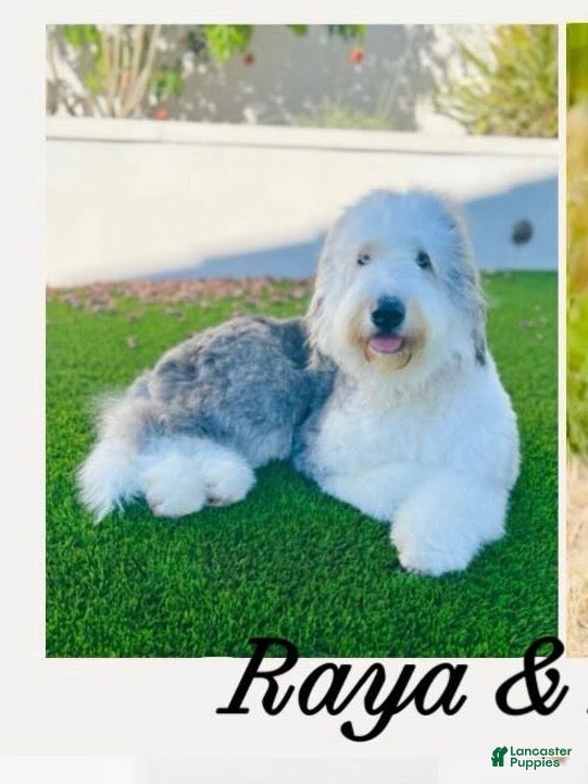 Bernedoodle dogs June - Ad 2