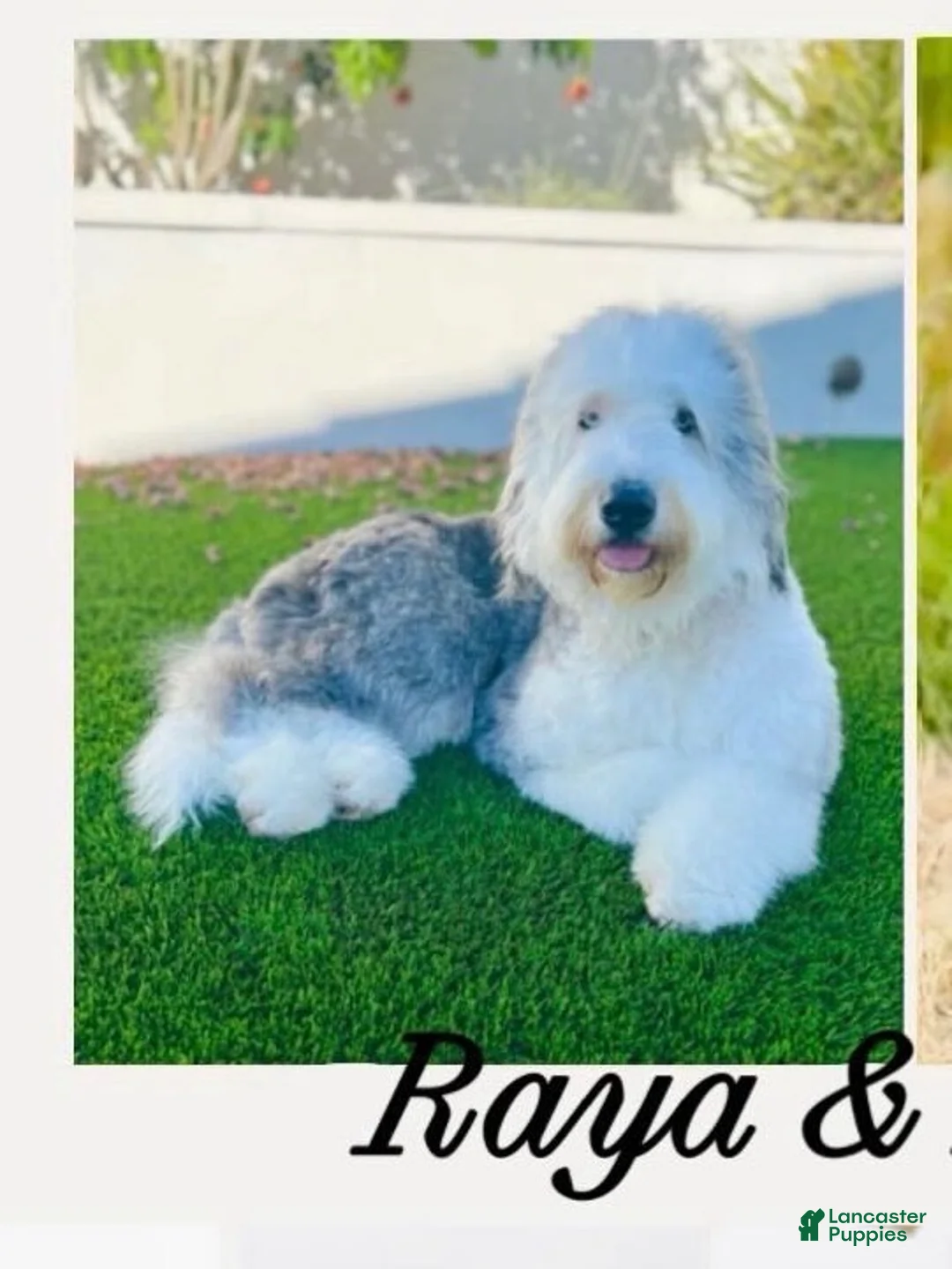 Bernedoodle dogs for sale: June - Ad 2