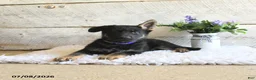 German Shepherd dogs for sale: Atlas - Ad 5
