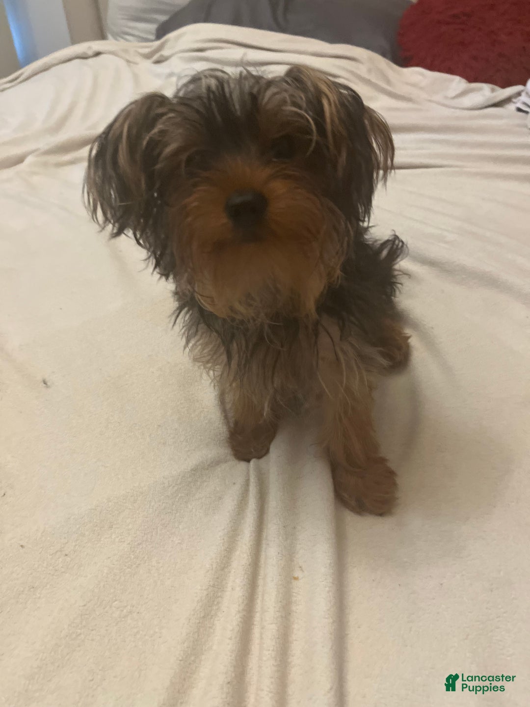 Yorkshire Terrier dogs for sale: Yorkshire Terrier Puppy 1 - Ad 4