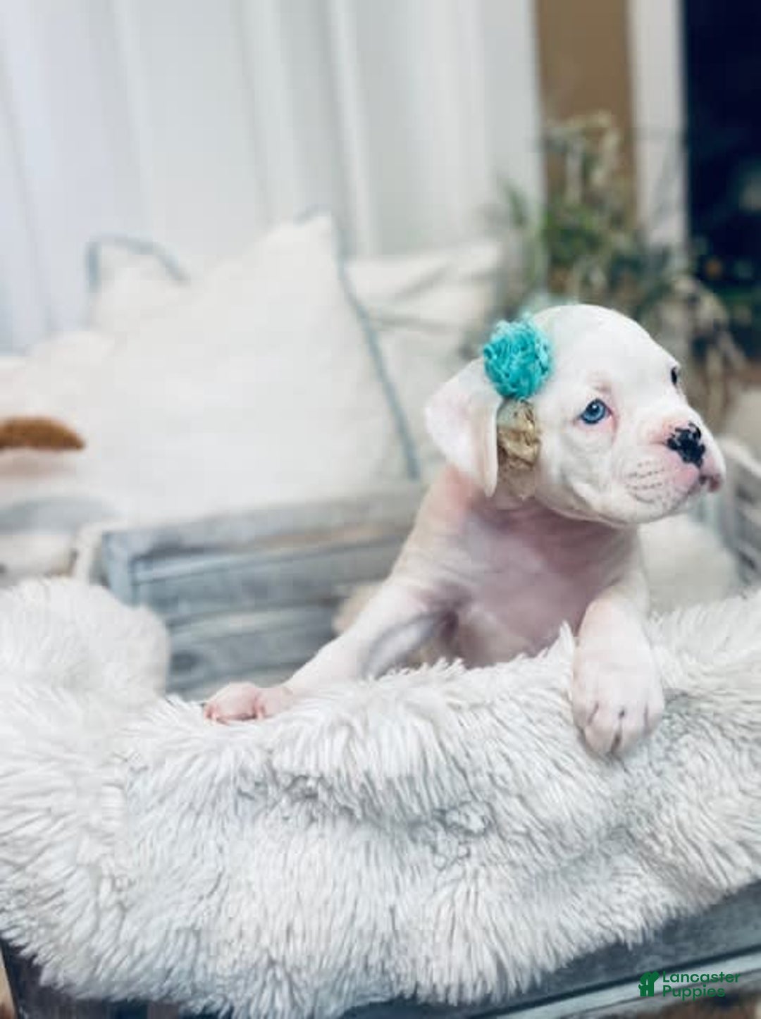 Gallery Image {{count}}