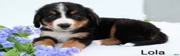 Bernese Mountain Dog dogs for sale: Lola - Ad 3
