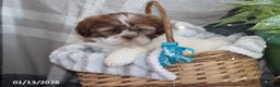 Shih Tzu dogs for sale: Shem - Ad 3