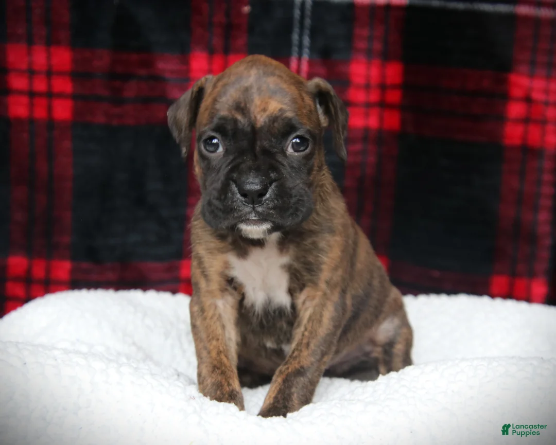Boxer dogs for sale: Zoey - Ad 4