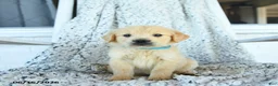 Golden Retriever dogs for sale: Gus - Ad 3