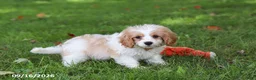 Cavapoochon dogs for sale: Kobe - Ad 9