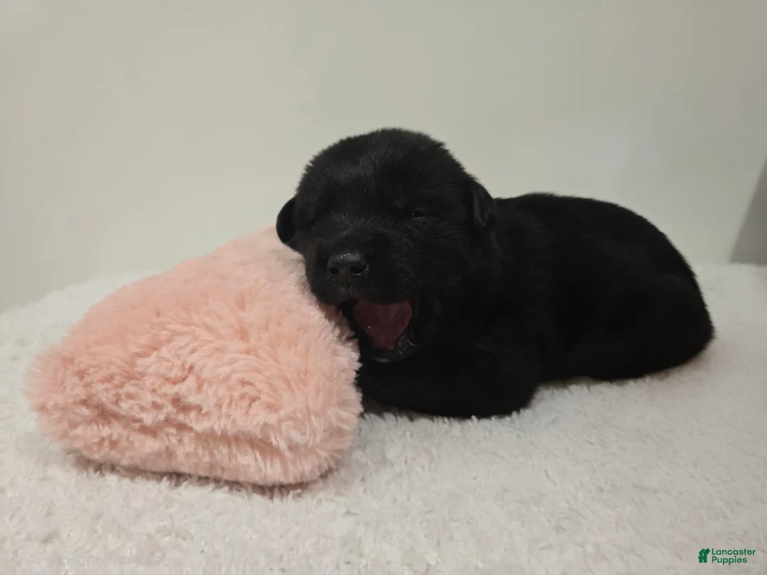 Mixed Breed dogs for sale: Hershey - Ad 3