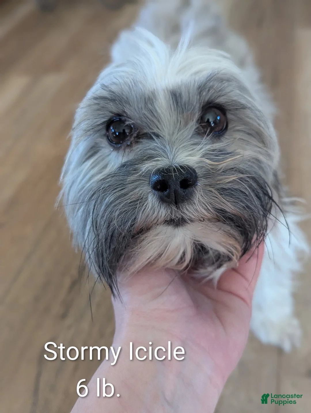 Havanese dogs for sale: Havanese Puppy 5 - Ad 2