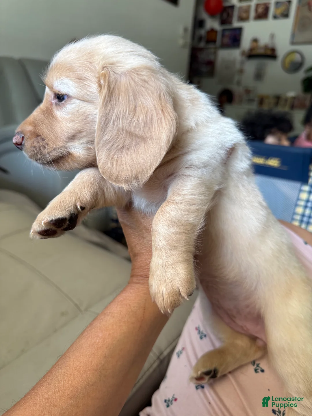 Mixed Breed dogs for sale: Zoey - Ad 1
