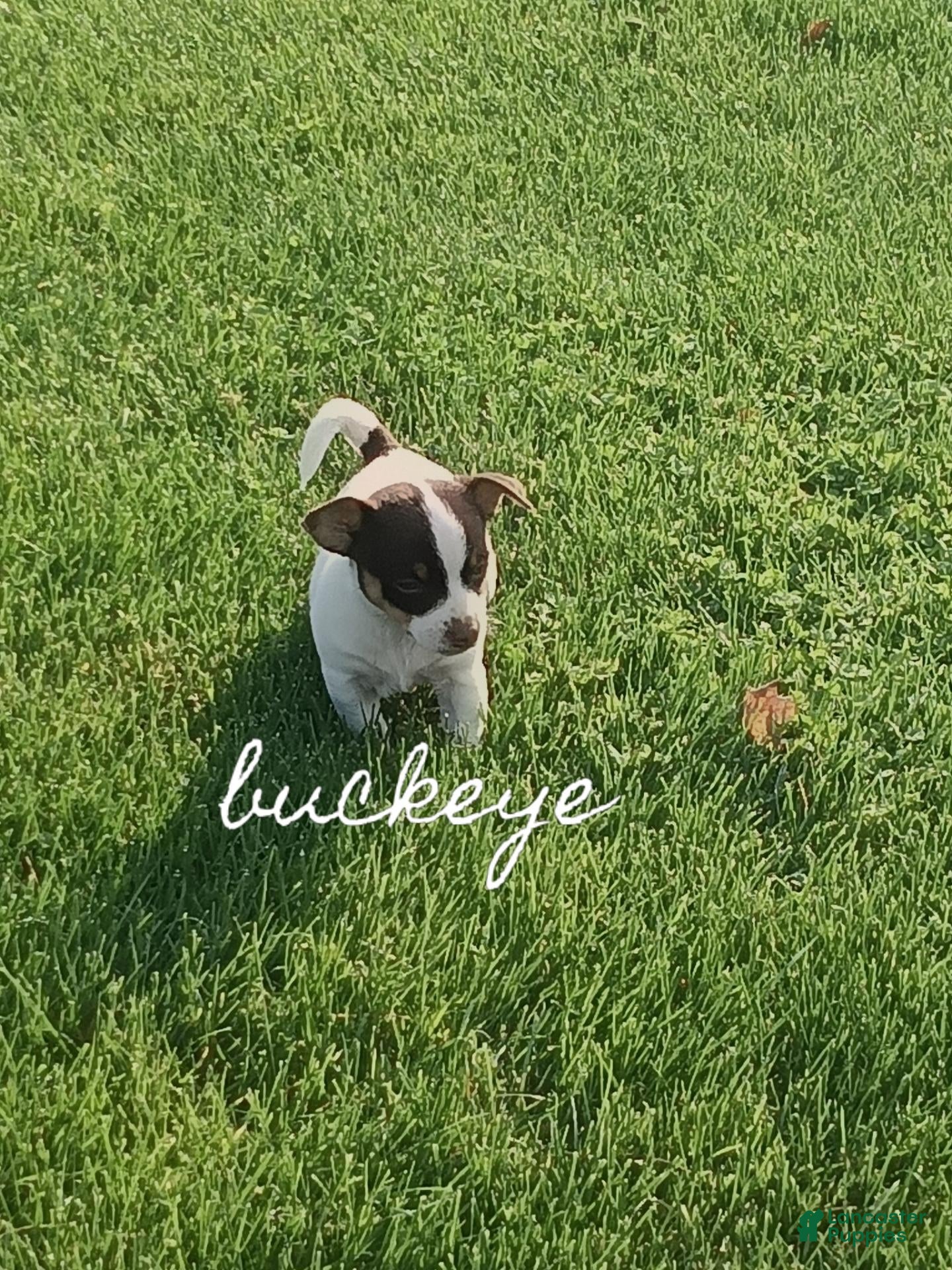 Chihuahua dogs for sale: Chihuahua 4 - Ad 1