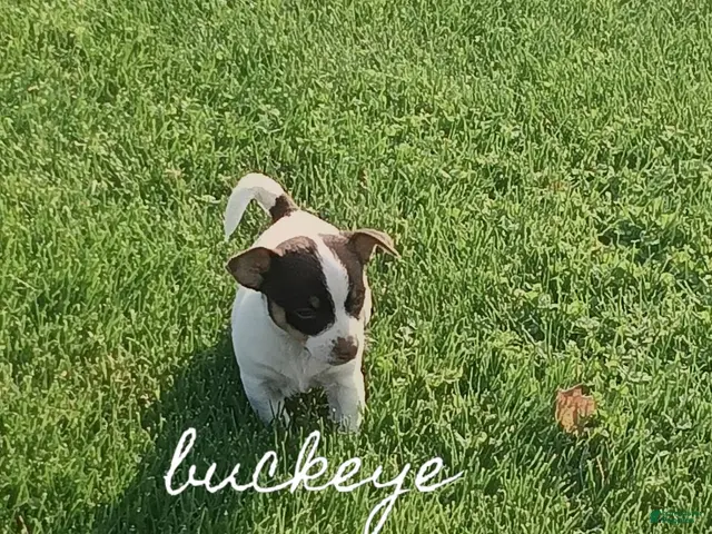 Chihuahua dogs for sale: Chihuahua 4 - Ad 1