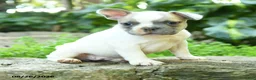 French Bulldog dogs for sale: Madeleine - Ad 5