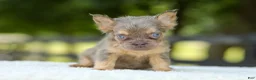 French Bulldog dogs for sale: Liam - Ad 5