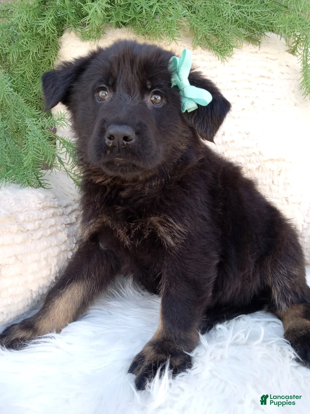 German Shepherd dogs for sale: Roscoe  - Ad 2