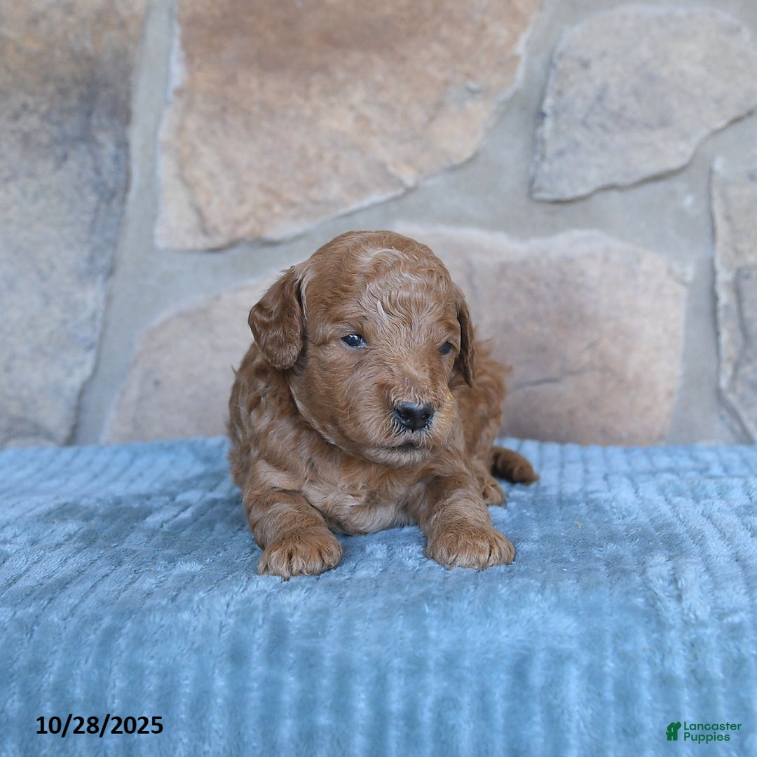 Mini Goldendoodle dogs for sale: Jersey - Ad 7