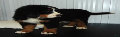 Callie